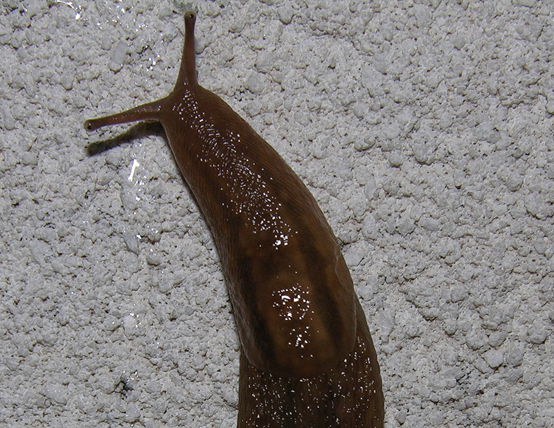 Ambigolimax valentianus (Lehmannia valentiana)